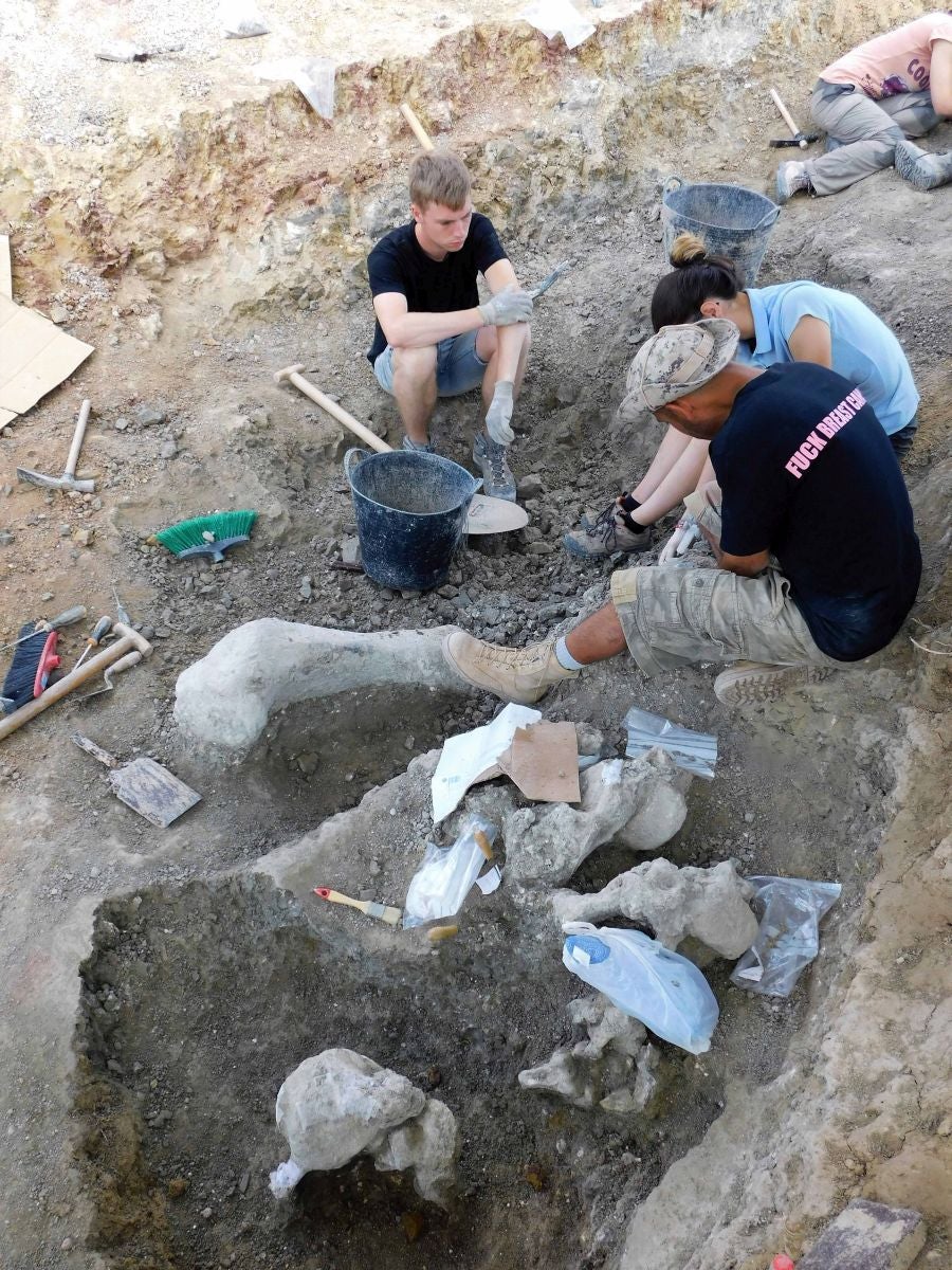 Fotos: Balance de la Campaña 2018 de excavaciones en el yacimiento de restos de dinosaurios Valdepalazuelos-Tenadas del Carrascal de Torrelara