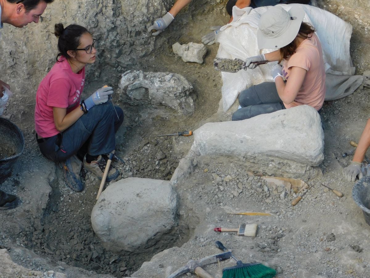 Fotos: Balance de la Campaña 2018 de excavaciones en el yacimiento de restos de dinosaurios Valdepalazuelos-Tenadas del Carrascal de Torrelara