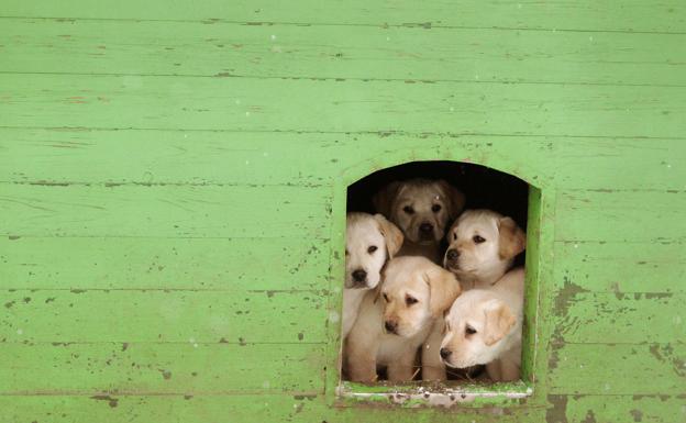 Imagen de archivo de cachorros de perro. 