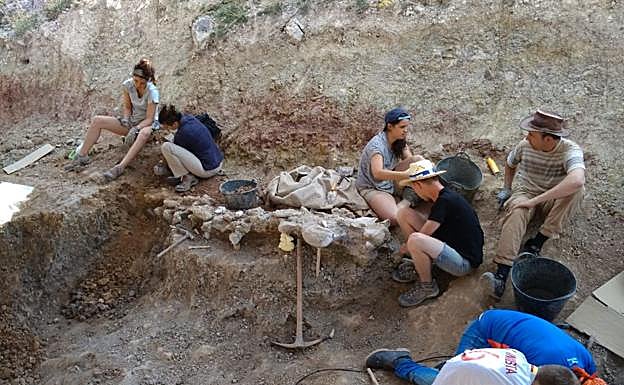 Se han localizado 12 vértebras conectadas entre sí.