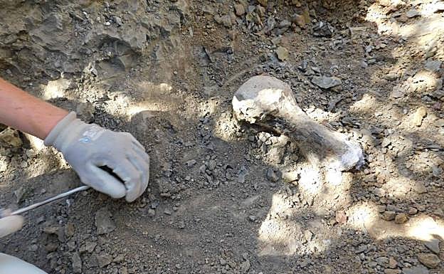La excavación paleontológica en Torrelara se benefició de estas ayudas en 2017
