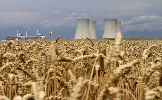 Campo de trigo en las inmediaciones de la central nuclear de Temelin. 