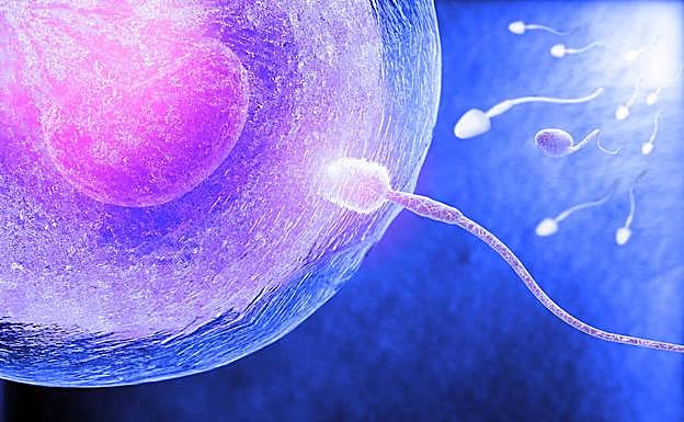 Un espermatozoide, fecundando un óvulo.