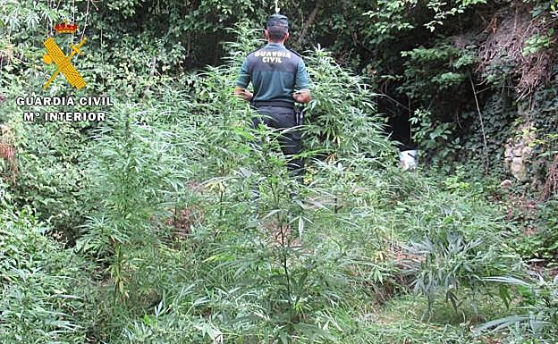 Intervienen 24 plantas de marihuana localizadas en un paraje de difícil acceso