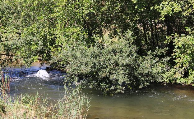 Imagen principal - Arriba, el lugar en el que el niño quedó enganchado a merced de la corriente. Abajo, la navaja con la que cortaron el bañador que se había enredado con las ramas y los tres rescatadores del menor.