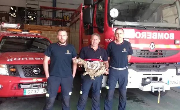 José María Tojeiro, en el centro, flanqueado por Javier Roncero y Félix Rodríguez, sujeta el nido de avispas asiáticas en el parque de bomberos de Cervera de Pisuerga.