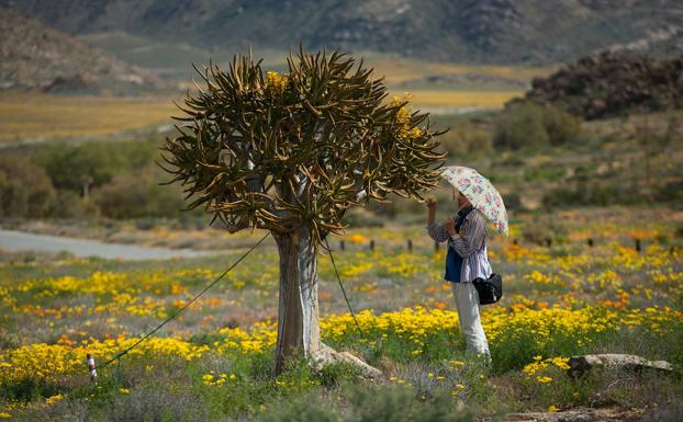 Las flores del desierto del Kalahari | BURGOSconecta