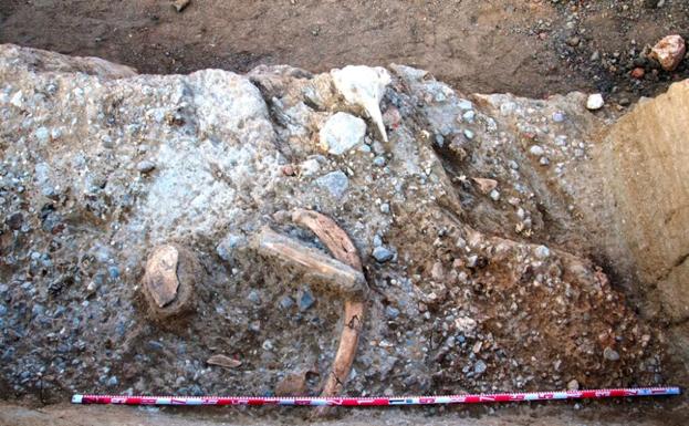 Restos de Elephas (Palaeoloxodon) antiquus y de industria lítica Achelense en los niveles más antiguos de Ambrona (ca. 400.000 años)