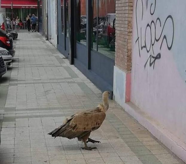 El buitre, en la Plaza de la Constitución de Palencia.