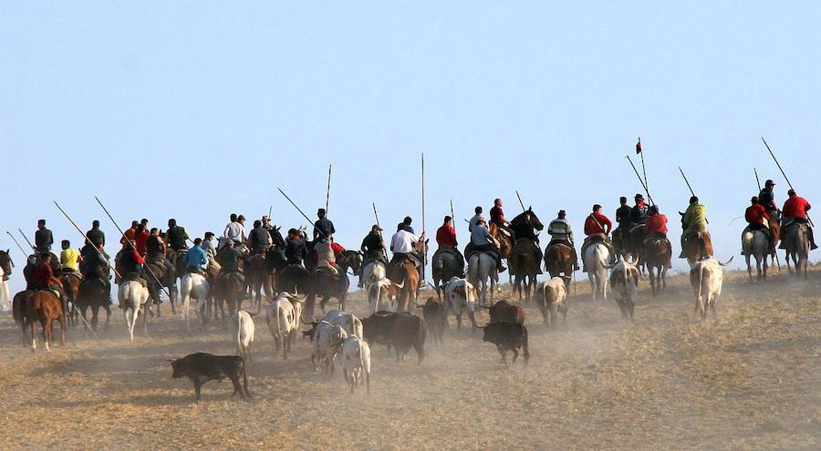 Un grupo de jinetes acompaña a la manada de bueyes y bravos durante el recorrido por el campo en el quinto y último encierro de las fiestas de Cuéllar.