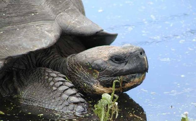 Tortuga gigante de las islas Galápagos.