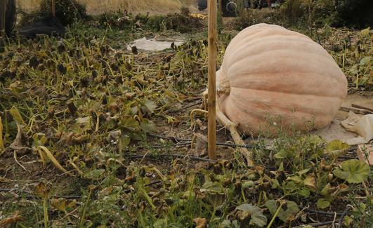 La calabaza, en su mata de 100 metros cuadrados.