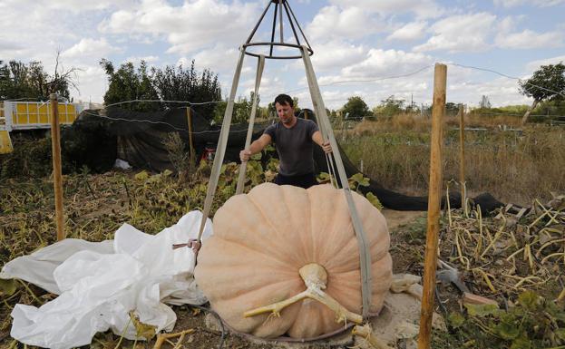 Galería. Una calabaza de 600 kilos en Palencia.