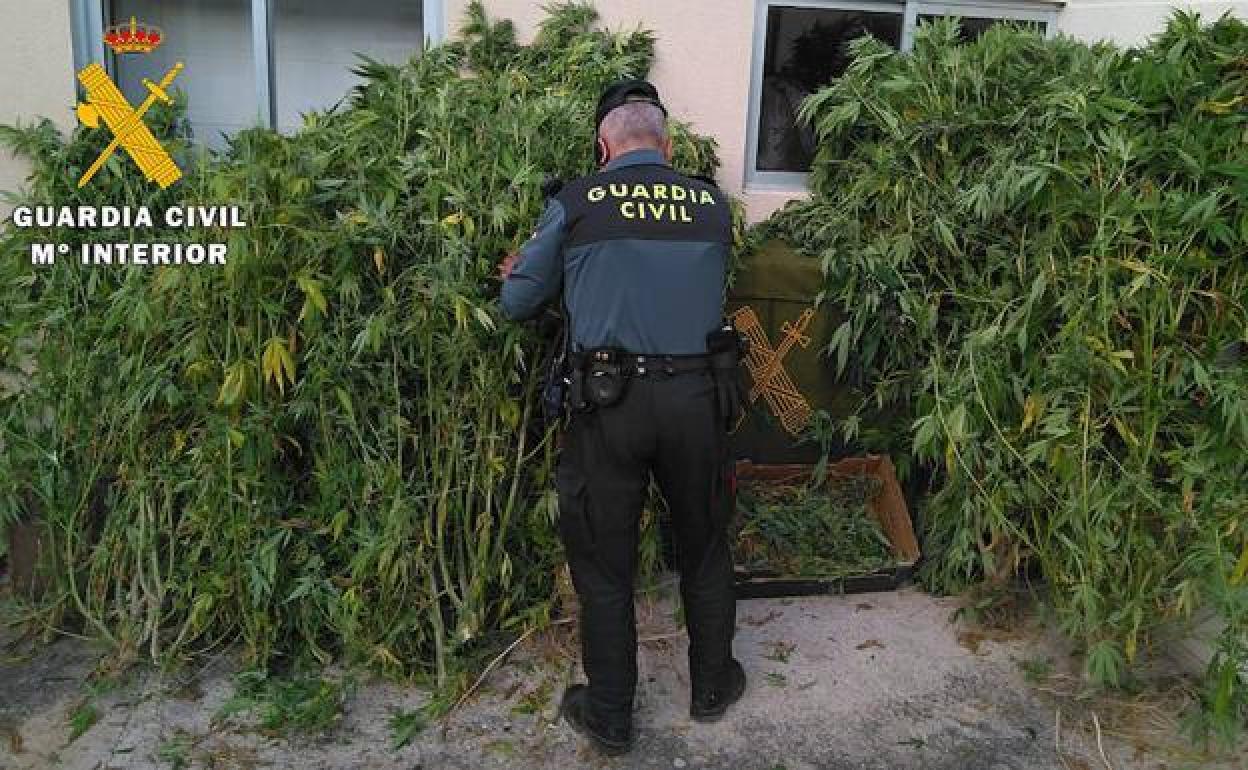 Un agente de la Guardia Civil aprehendiendo la marihuana.