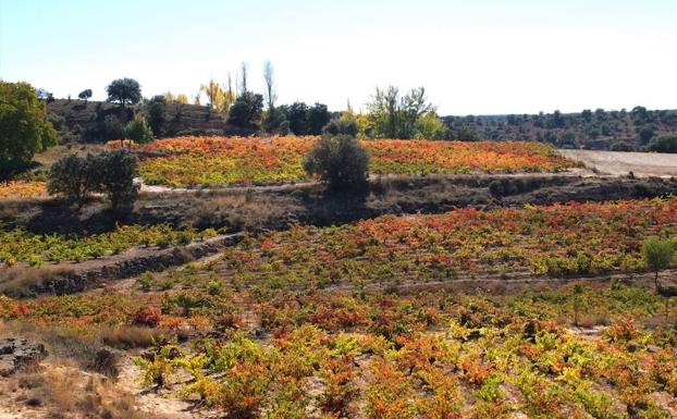 Viñas otoñadas con las que se elaboran los vinos de la bodega Dominio de Atauta, en Atauta (Soria). 