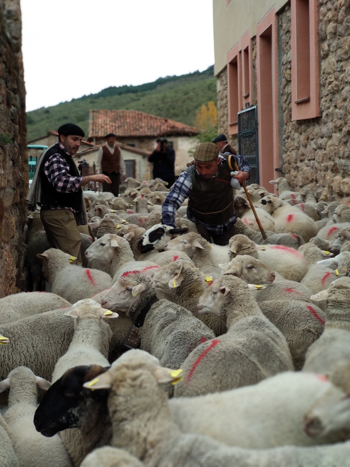 Tolbaños de Arriba recrea el momento de la trashumancia