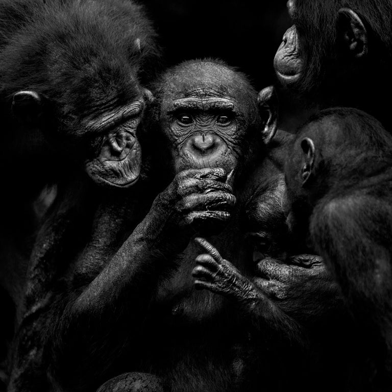 El Museo de la Evolución Humana inaugura una nueva exposición fotográfica