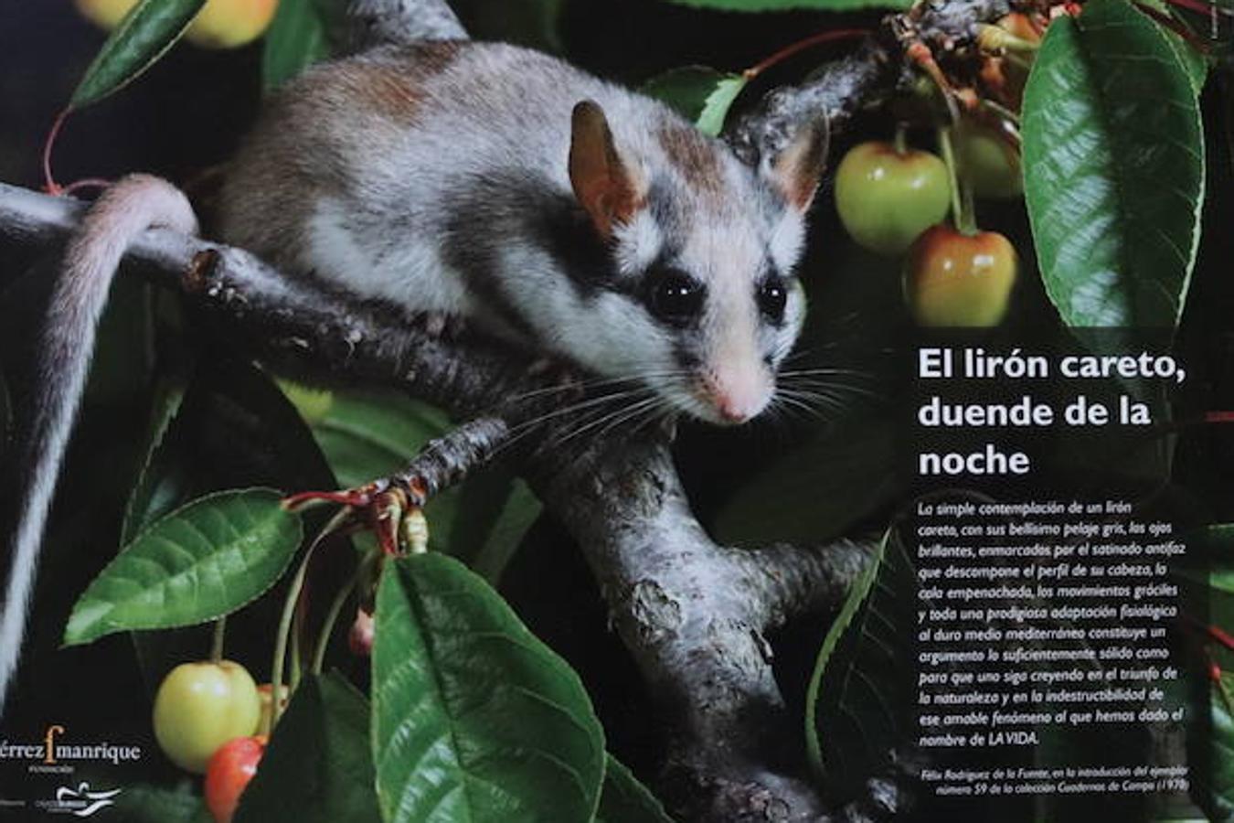 El ilustrador Suso Cubeiro y el escritor Miguel Ángel Pinto cuentan la infancia del genial naturalista de Poza de la Sal