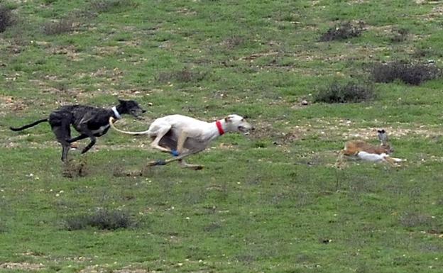 Campeonato Nacional de Galgos Copa del Rey celebrado en Nava del Rey en 2016. 