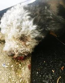 Imagen secundaria 2 - Investigan si alguien lanzó a un perro a las vías del tren desde un puente en Palencia