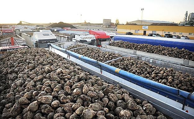 Recogida de la remolacha. 