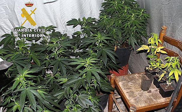 Plantas de marihuana incautadas por guardias civiles. 