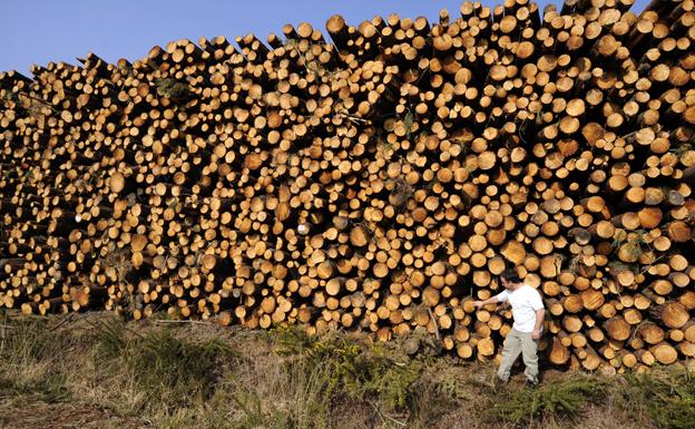 Pila de troncos de pinos, convertidos en madera industrial. 