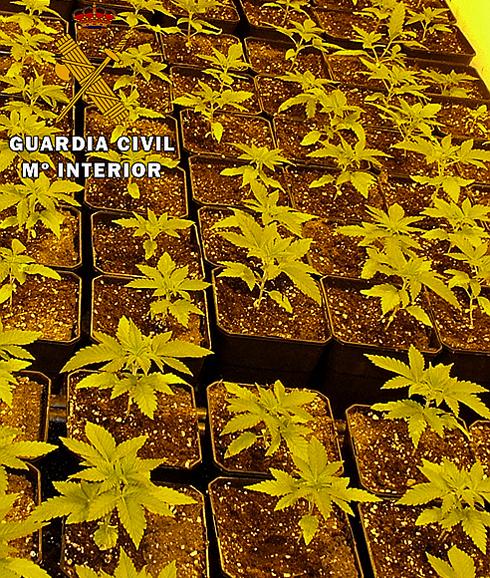 Macetas con plantas de marihuana. 