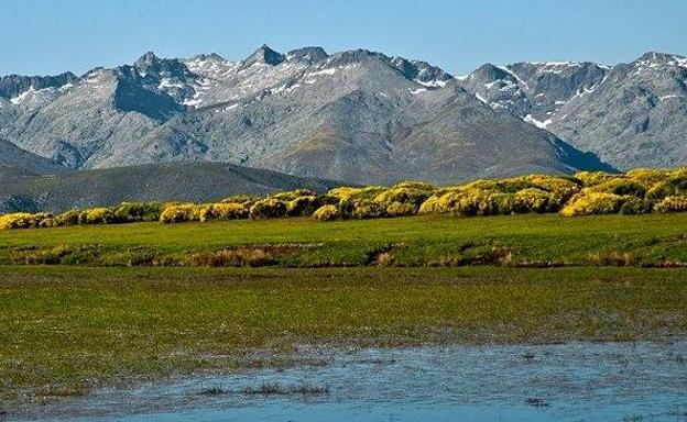 Sierra de Gredos, donde se aprecia la floración del piorno. 