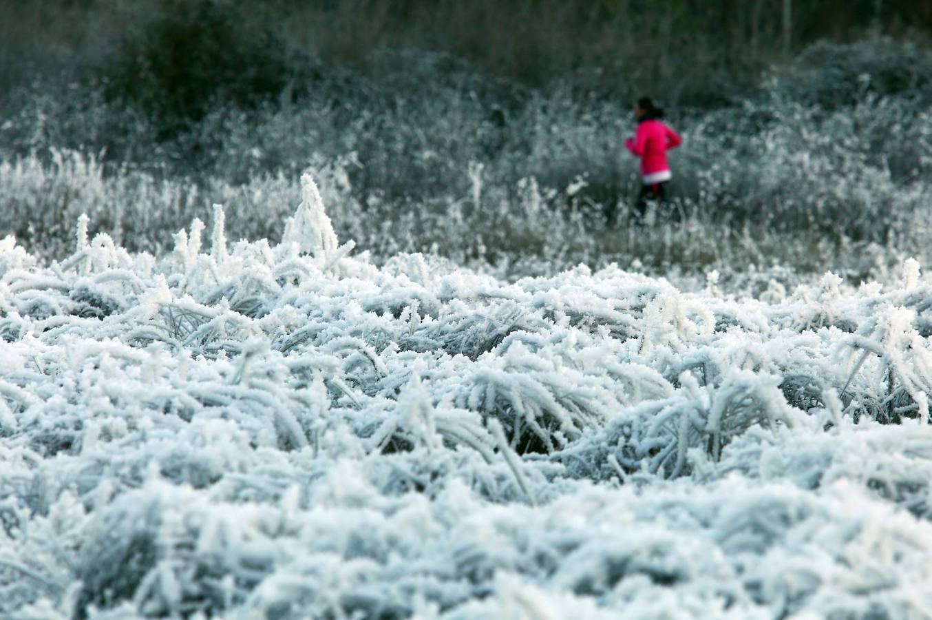 Fotos: Las bellas estampas que dejan las heladas en la región