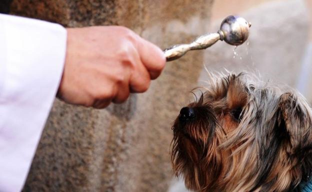 San Antón: La bendición de los animales