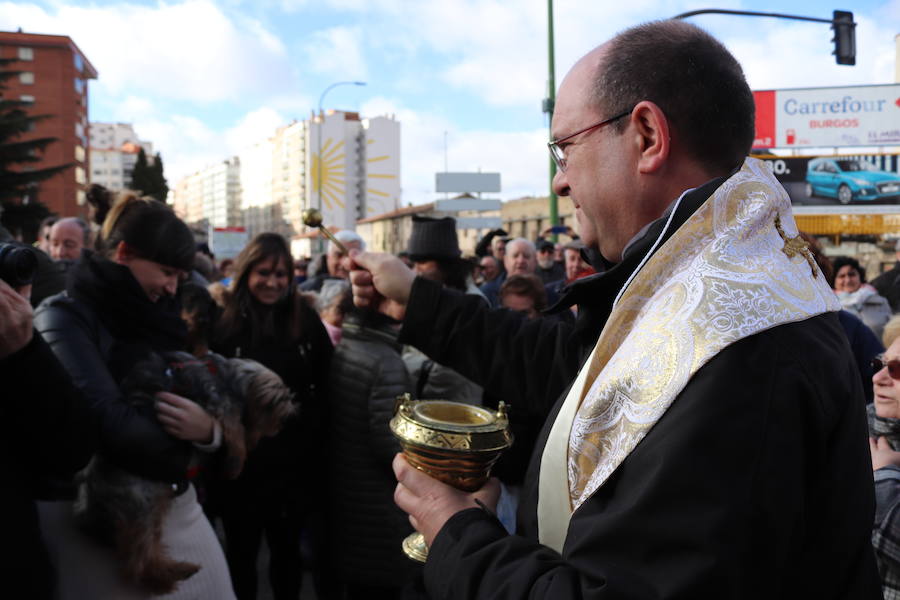 Fotos: En imágenes, la bendición de los animales de San Antón