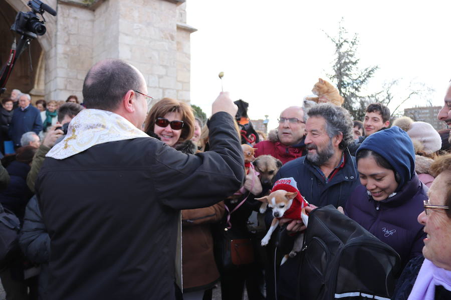 Fotos: En imágenes, la bendición de los animales de San Antón