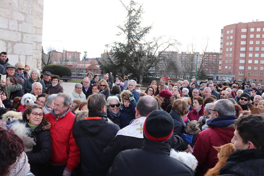 Fotos: En imágenes, la bendición de los animales de San Antón