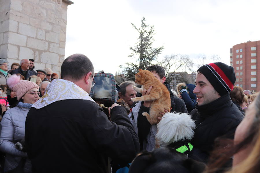 Fotos: En imágenes, la bendición de los animales de San Antón
