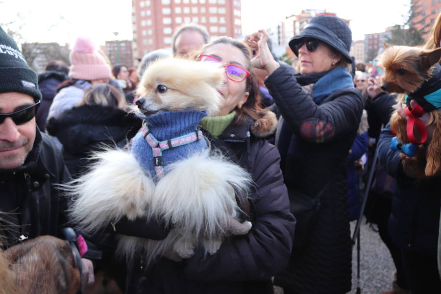 Fotos: En imágenes, la bendición de los animales de San Antón