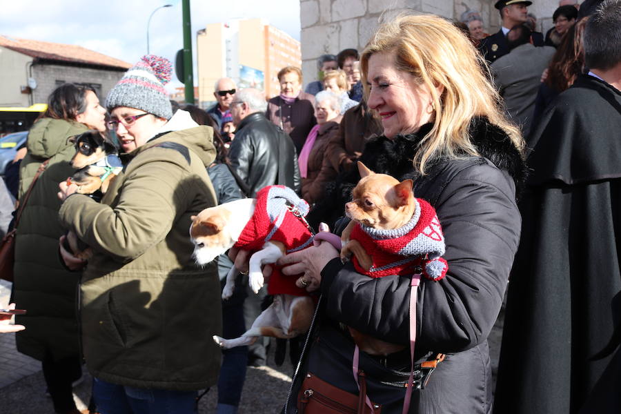 Fotos: En imágenes, la bendición de los animales de San Antón