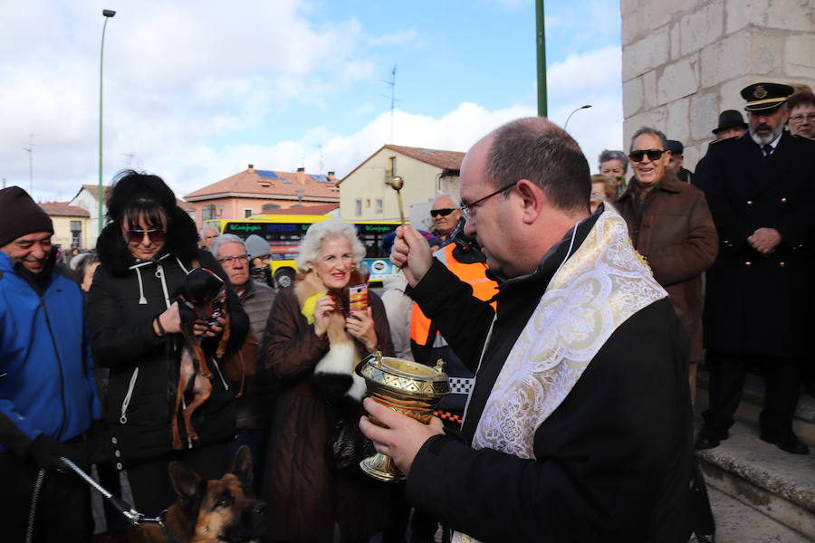 Fotos: En imágenes, la bendición de los animales de San Antón