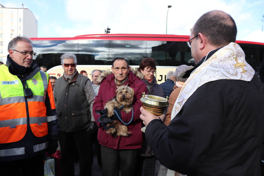 Fotos: En imágenes, la bendición de los animales de San Antón