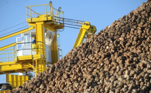 Recogida de remolacha en la cooperativa Acor de Olmedo (Valladolid).