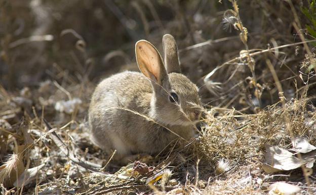 Un conejo de monte en una parcela de Valladolid. 