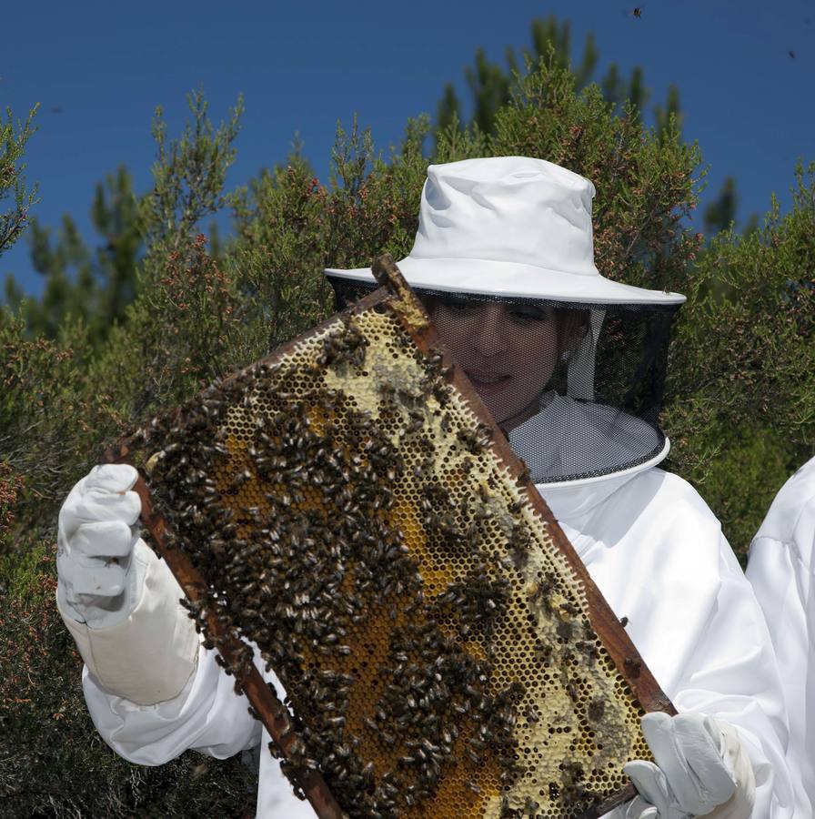 06.07.12 Silvia Clemente observa una colmenda de abejas en su visita a una explotación apícola en la localidad salmantina de San Miguel de Valero.