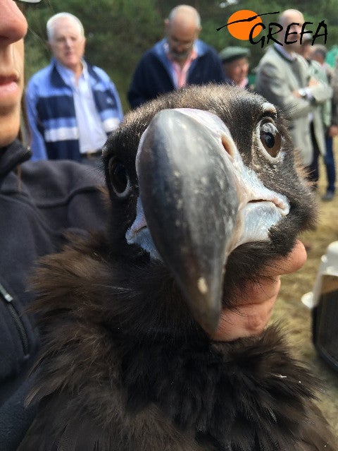 Fotos del trabajo de la ING conservacionista GREFA en la provincia de Burgos. El proyecto Monachus se desarrolla en Huerta de Arriba donde se quiere reintroducir el buitre negro. En VIllafruela se lucha contra la plaga de topillos con aves rapaces depredadoras.