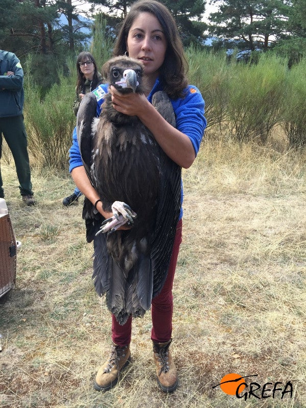 Lorena Juste, responsable del proyecto Monachus, con uno de los buitres neros en Huerta de Arriba. 