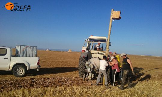 Fotos del trabajo de la ING conservacionista GREFA en la provincia de Burgos. El proyecto Monachus se desarrolla en Huerta de Arriba donde se quiere reintroducir el buitre negro. En VIllafruela se lucha contra la plaga de topillos con aves rapaces depredadoras.