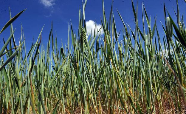 Espigas en un campo de trigo en el entorno de Medina del Campo