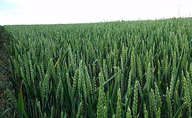 Campo de cereal con semillas de la variedad Chambo.