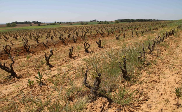 Viñedos de Sotillo de la Ribera. 