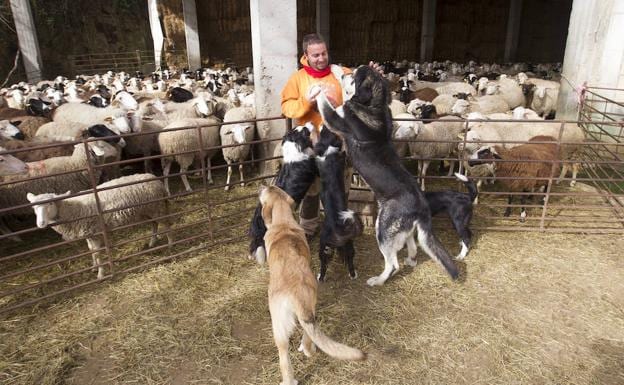 El ganadero Alberto Fernández , con algunos de los mastines con los que protege a sus ovejas de los lobos.