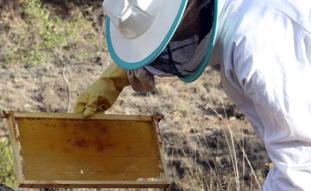 Un apicultor de Segovia trabaja en una colmena de Zamarramala. 